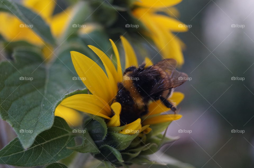 Sonnenblume mit hummel
