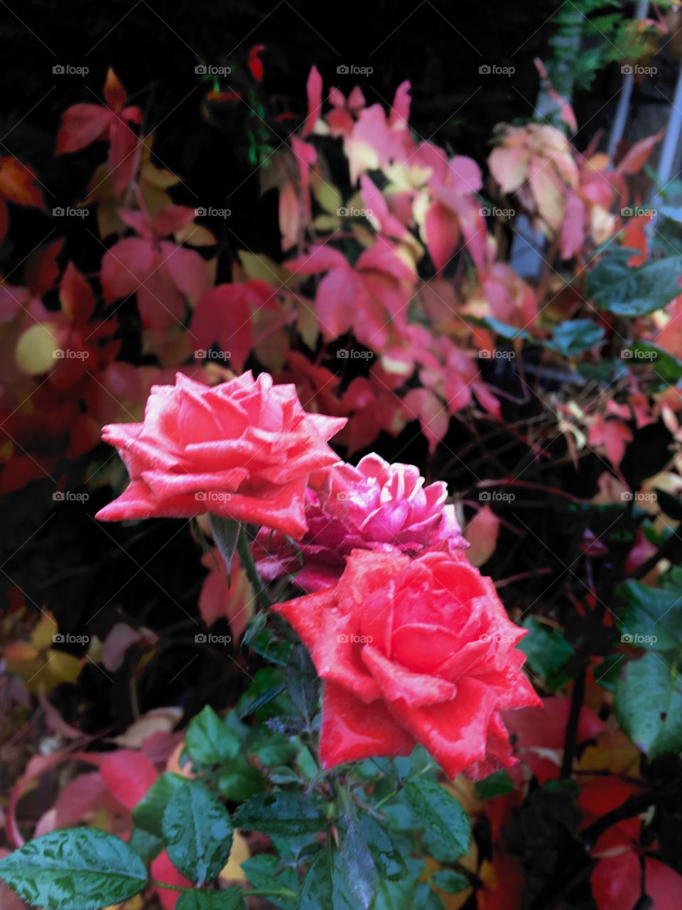 the last roses of autumn