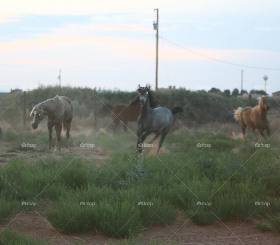 horses