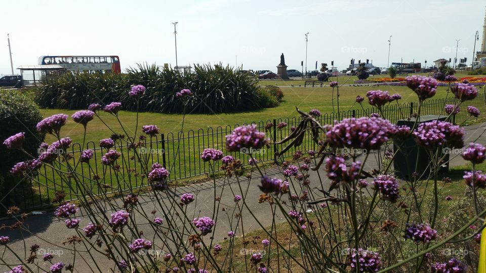 Flower, Field, Landscape, Flora, Nature