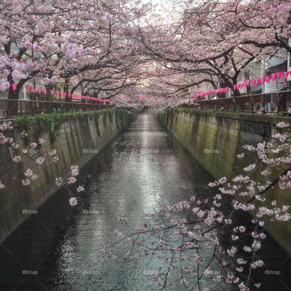 2016 Sakura in Nakameguro, Tokyo