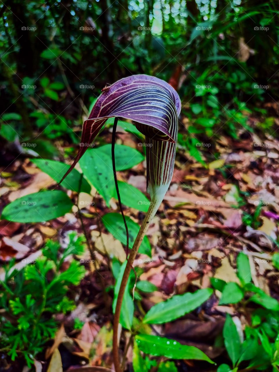 Cobra lily (Arisaema sp) blooming with
blurred plant leaves background, growing
in tropical forest of North Sumatra,
Indonesia