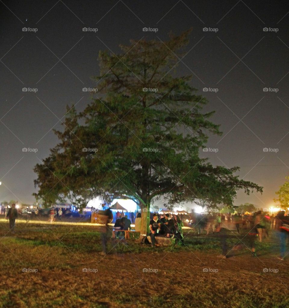 Evening Tree in Austin 