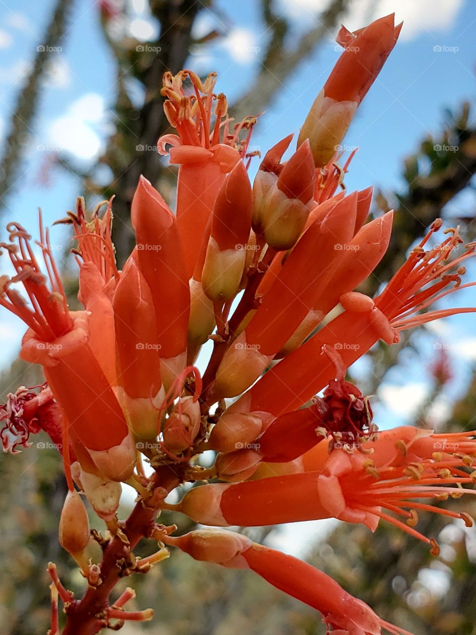 Ocotillo bloom