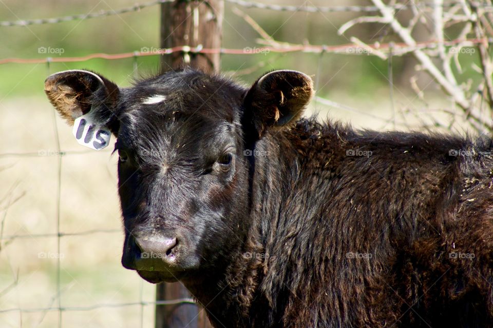 Headshot of a female feeder yearling against a barbed wire fence and fence post