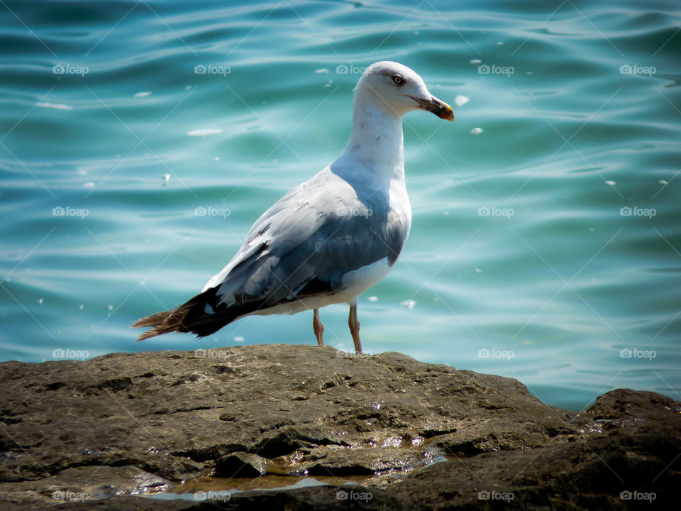curious seagull. curious seagull