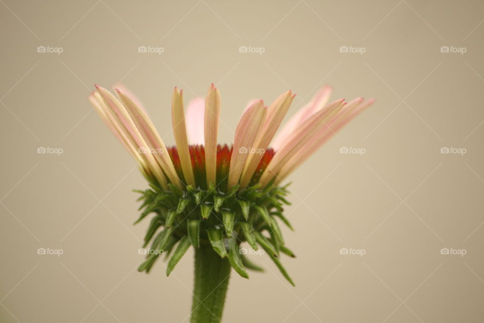 Coneflower New Bud Echinacea Budding