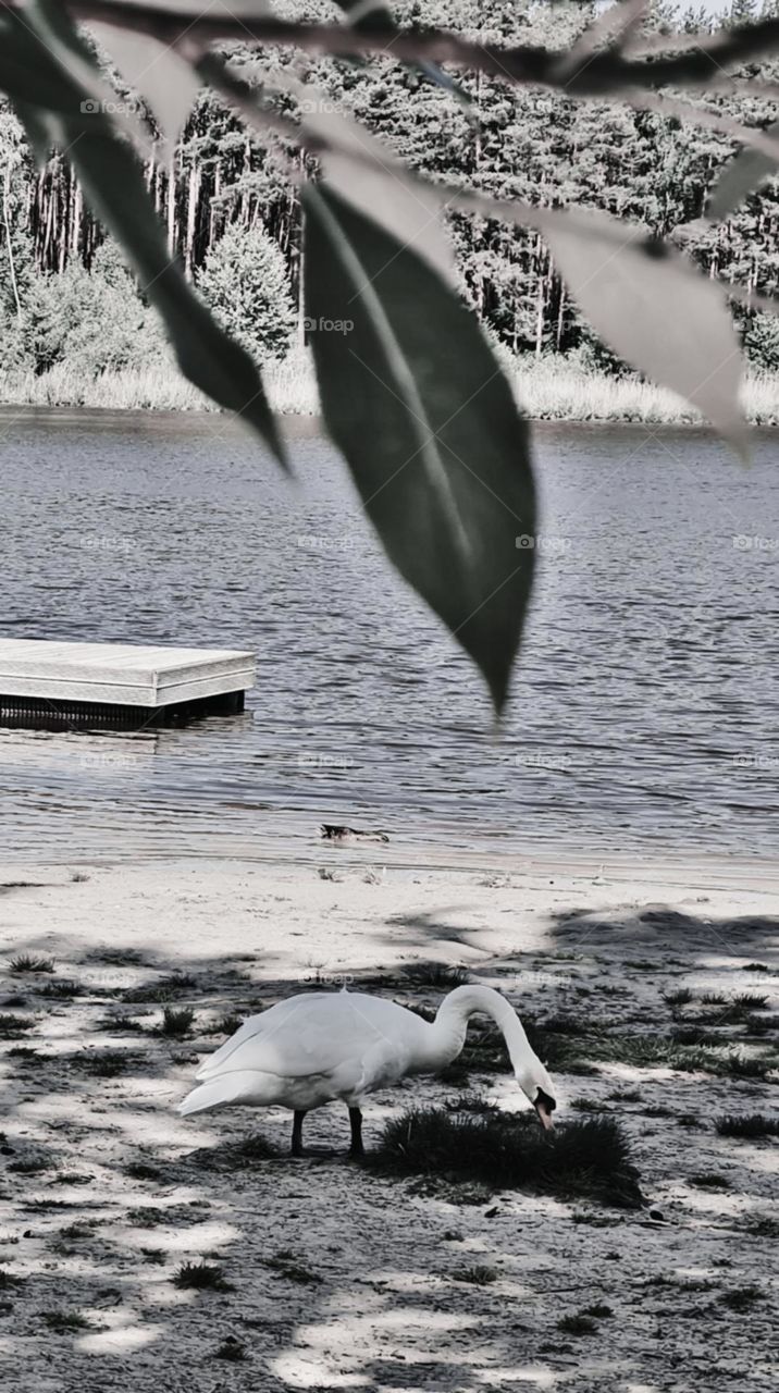Swan feeding