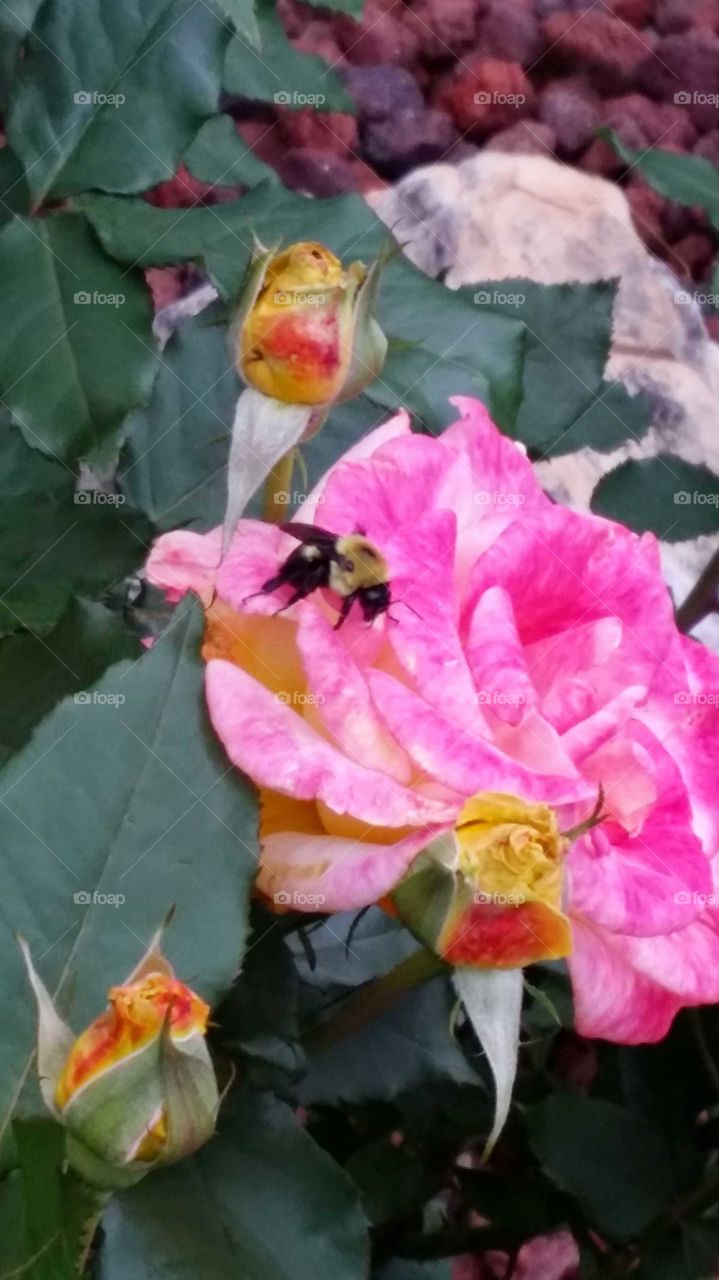 Bee on flower
