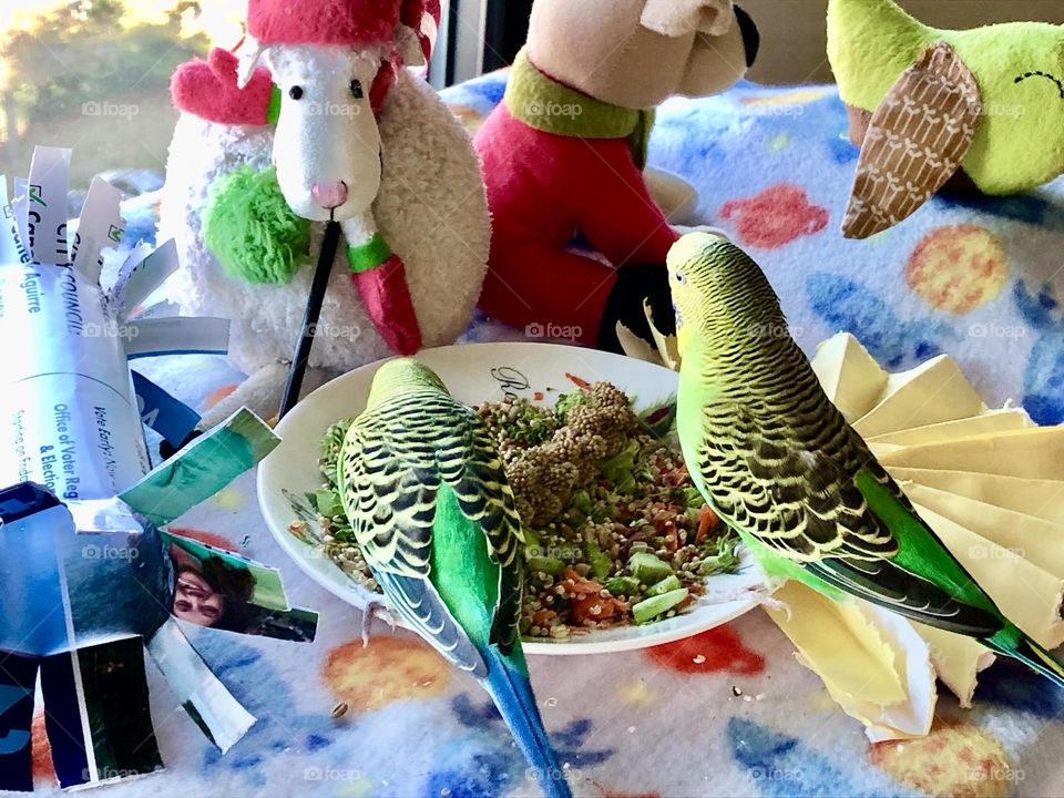 My pet birds Kiwi & Coco 