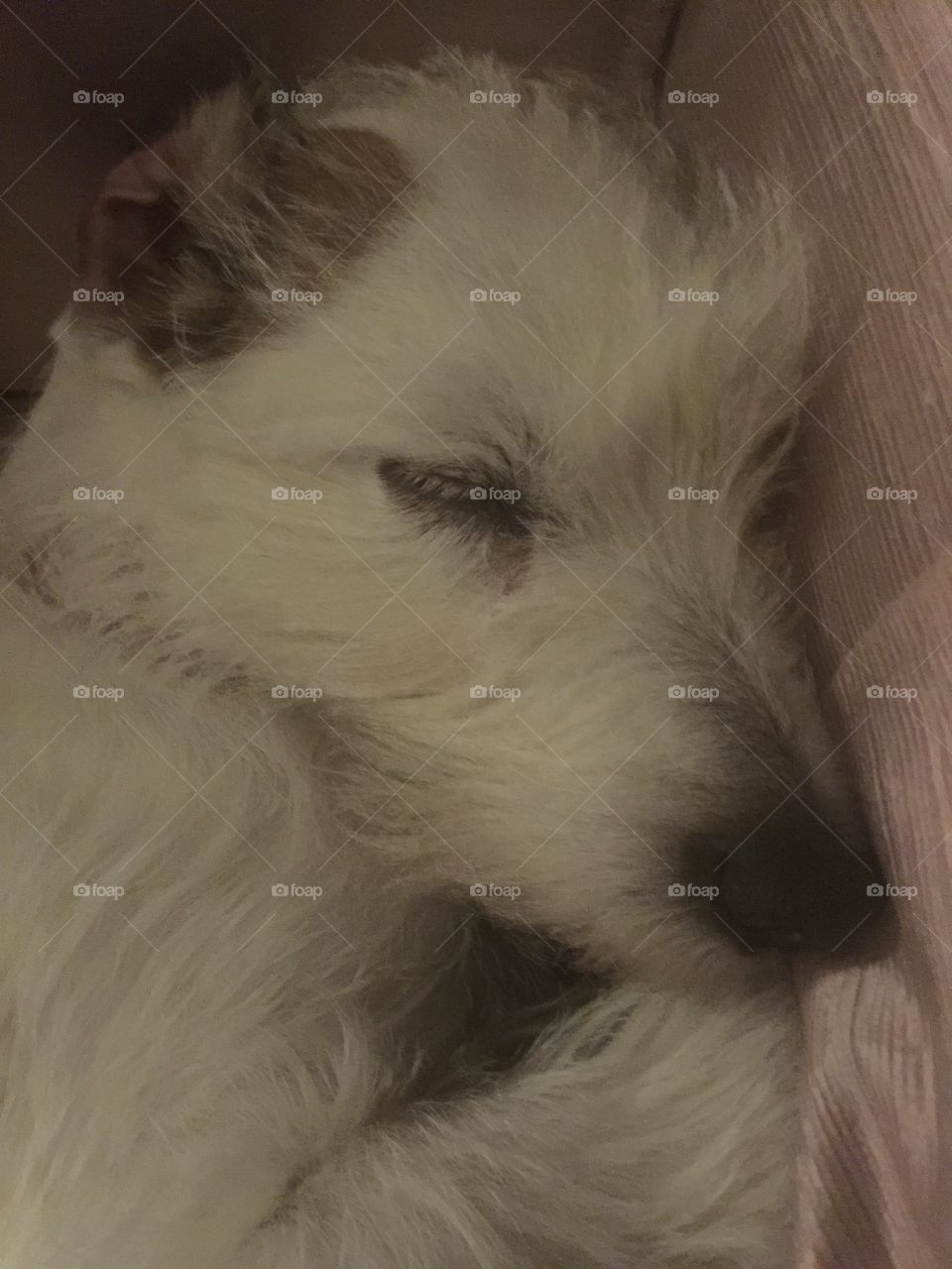 Terrier sleeping 