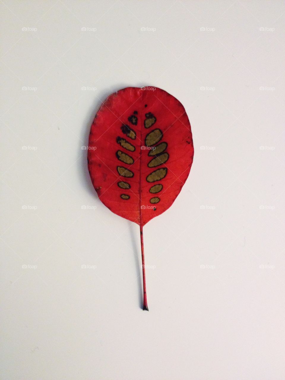 Red leaf. Red leaf