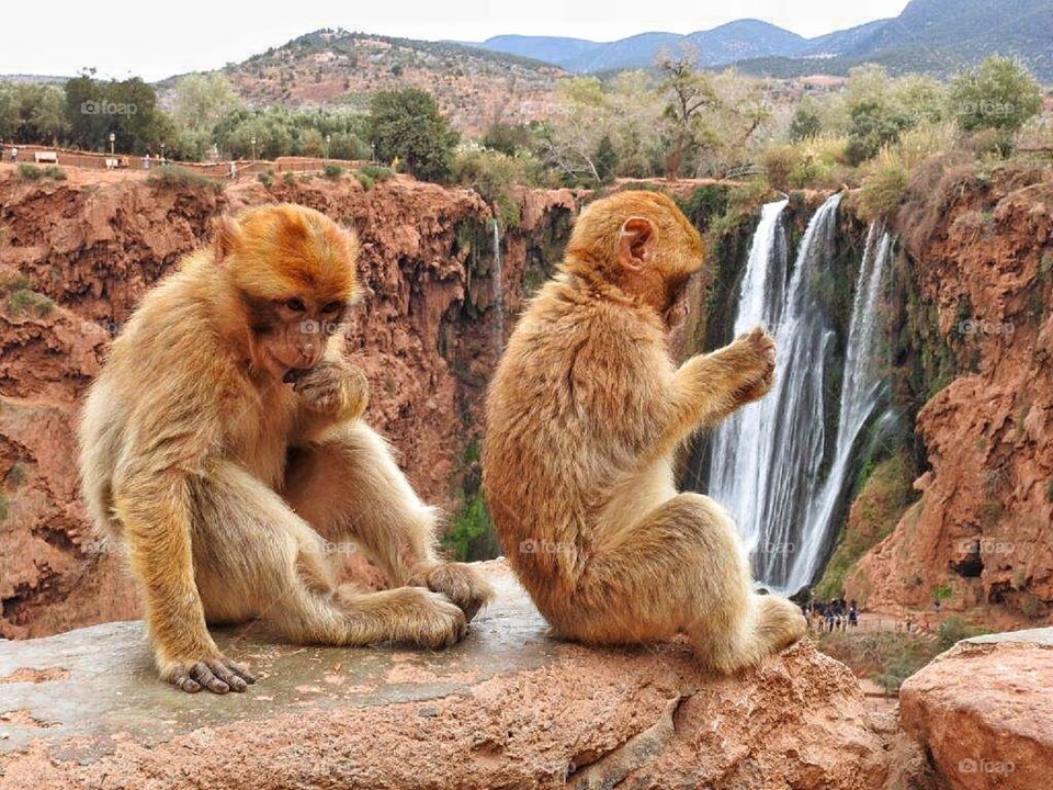 Two monkeys sitting on rocks near waterfall