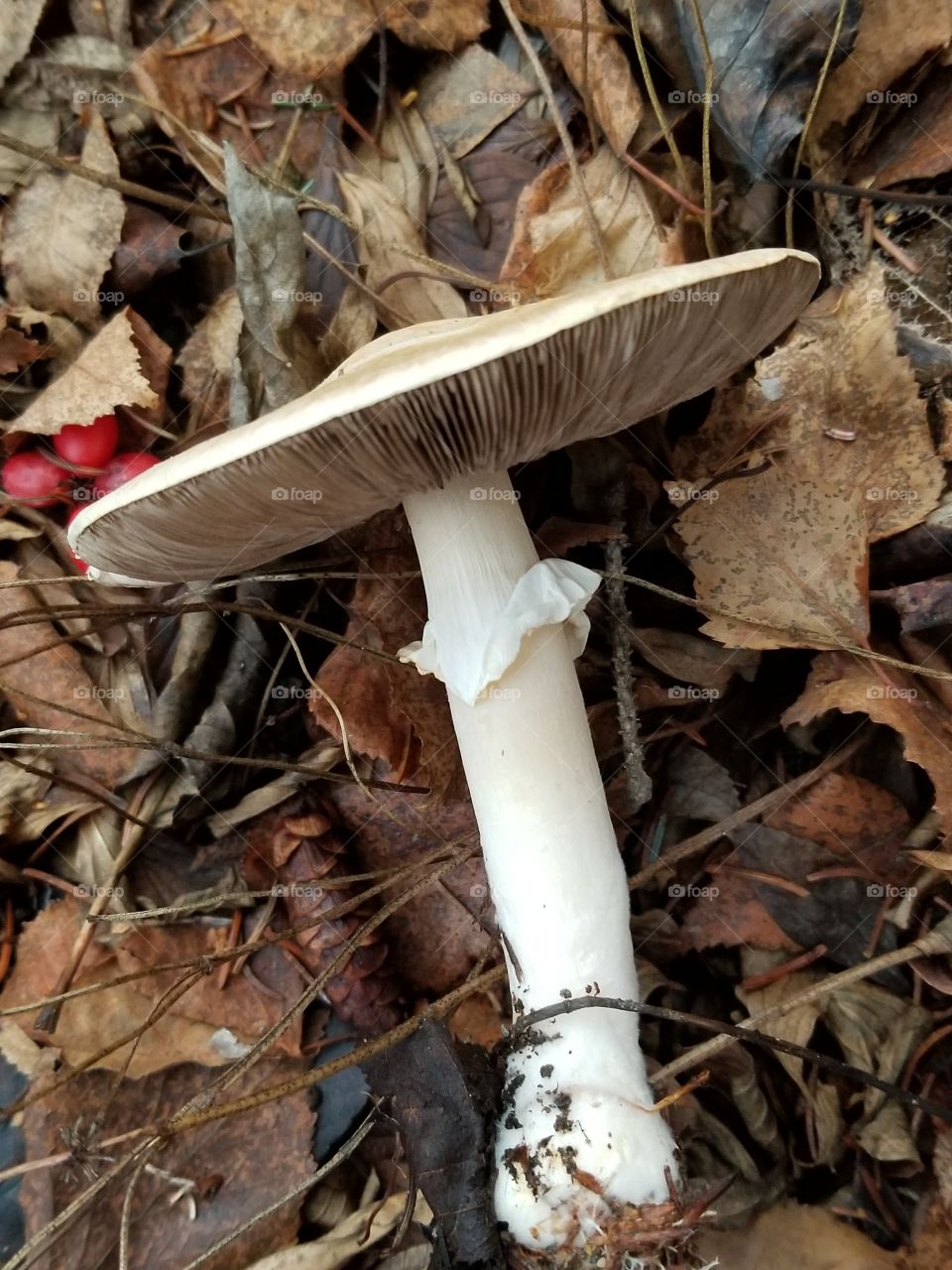side view poison mushroom