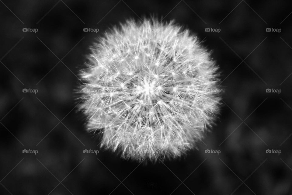 A black and white shot over a dandelion.