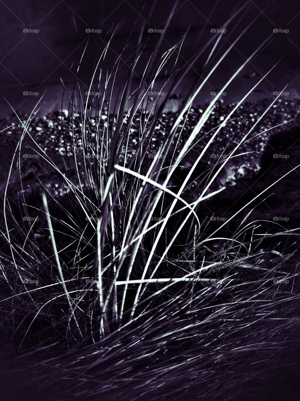 grass in black