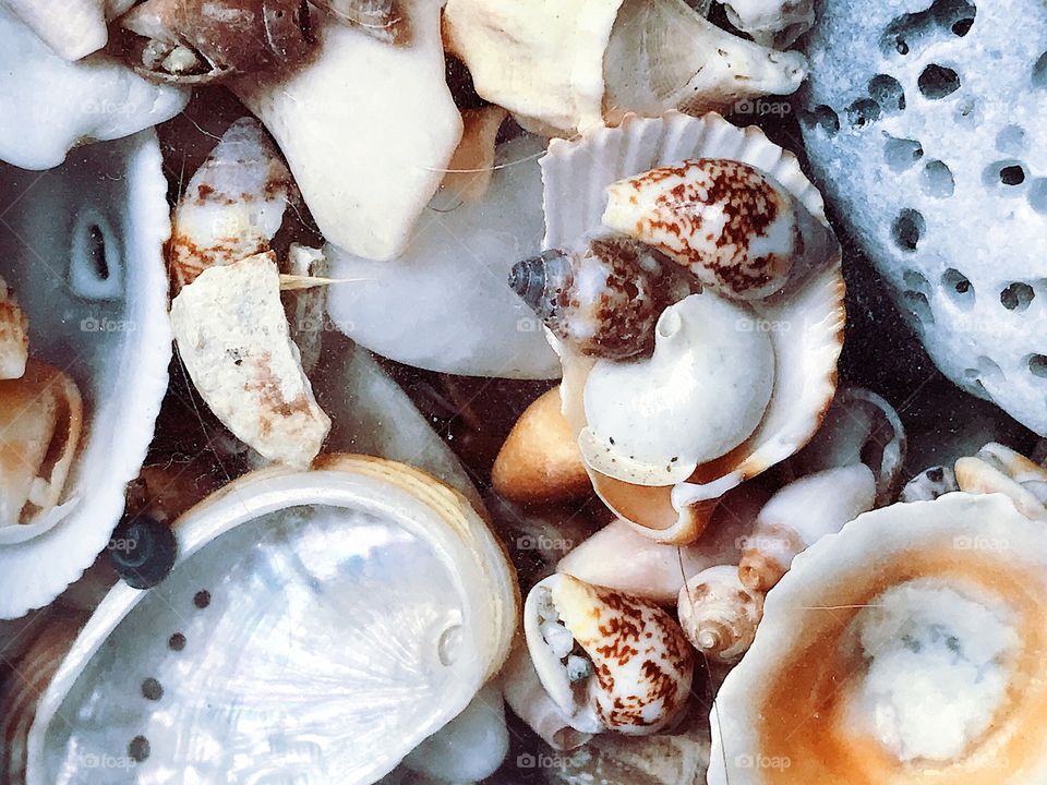 Collection of seashells