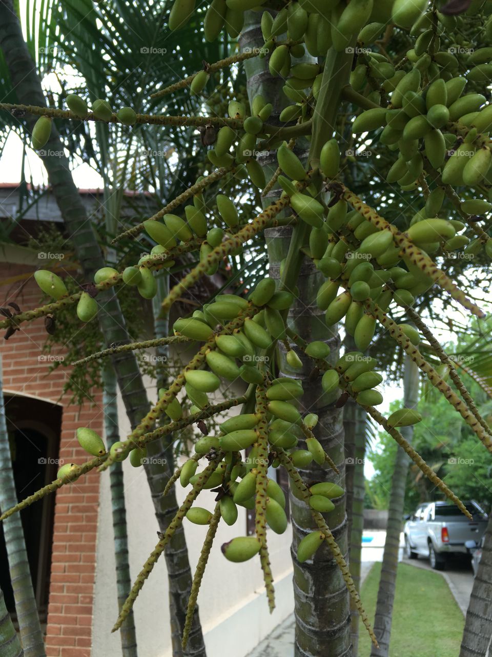 Sementes de coqueiro para lindas Palmeiras surgirem. A natureza é generosa e poderosa!