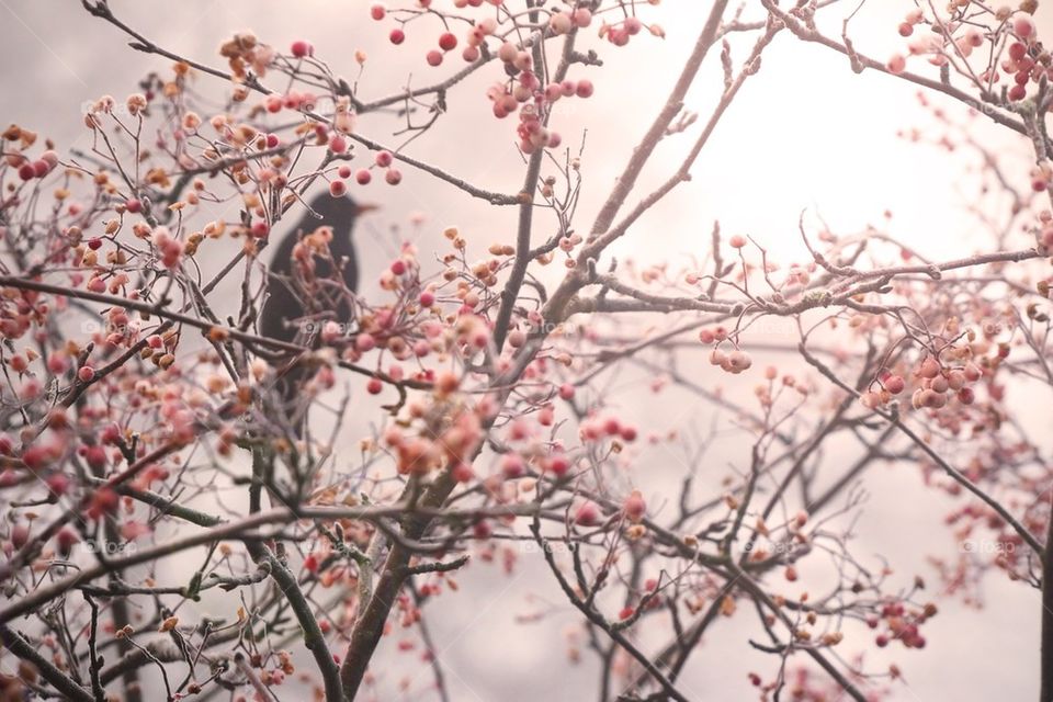Bird in a cherry tree 