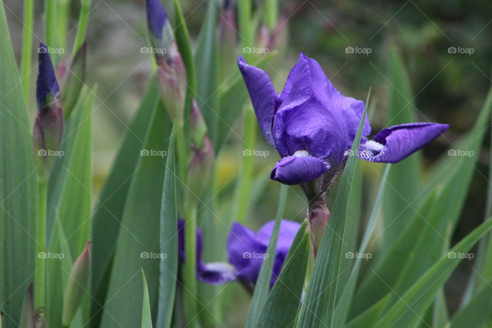 Iris early on a spring morning 