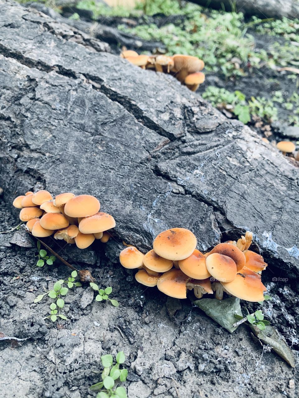 Small wild orange mushrooms on tree close up at winter 