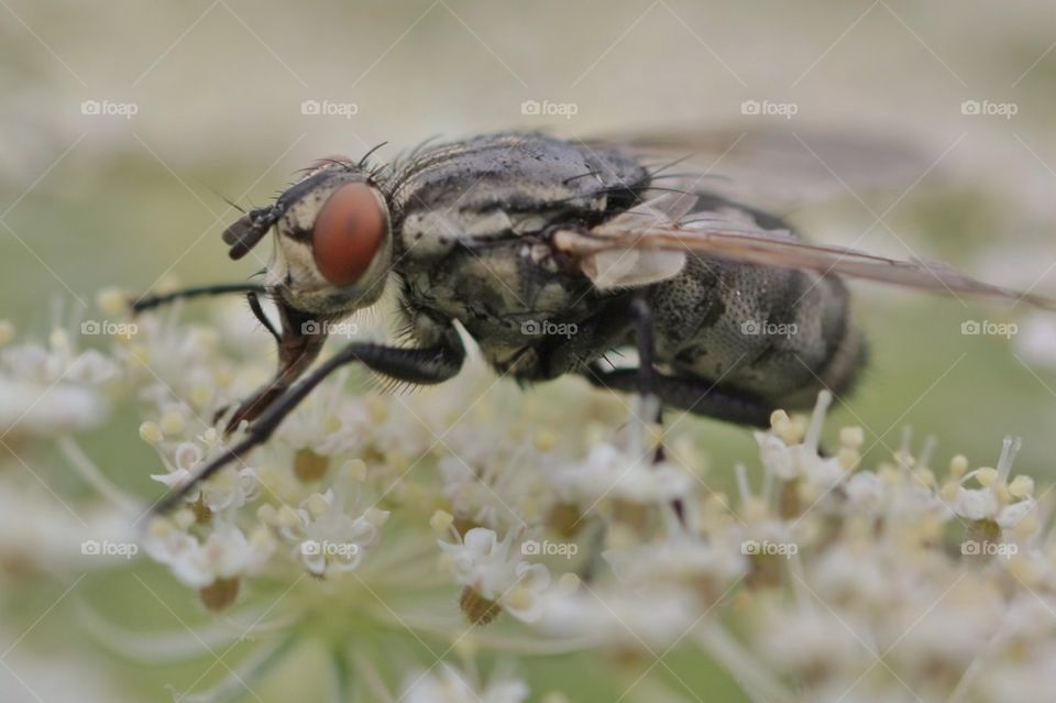 Fly Feeding On Flower