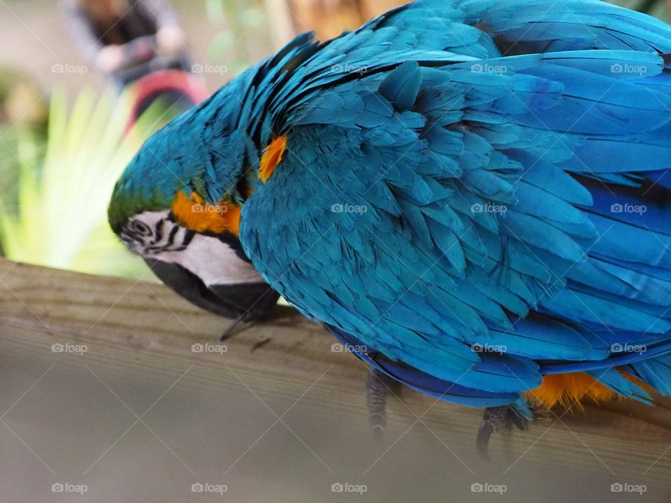 Parrot ara