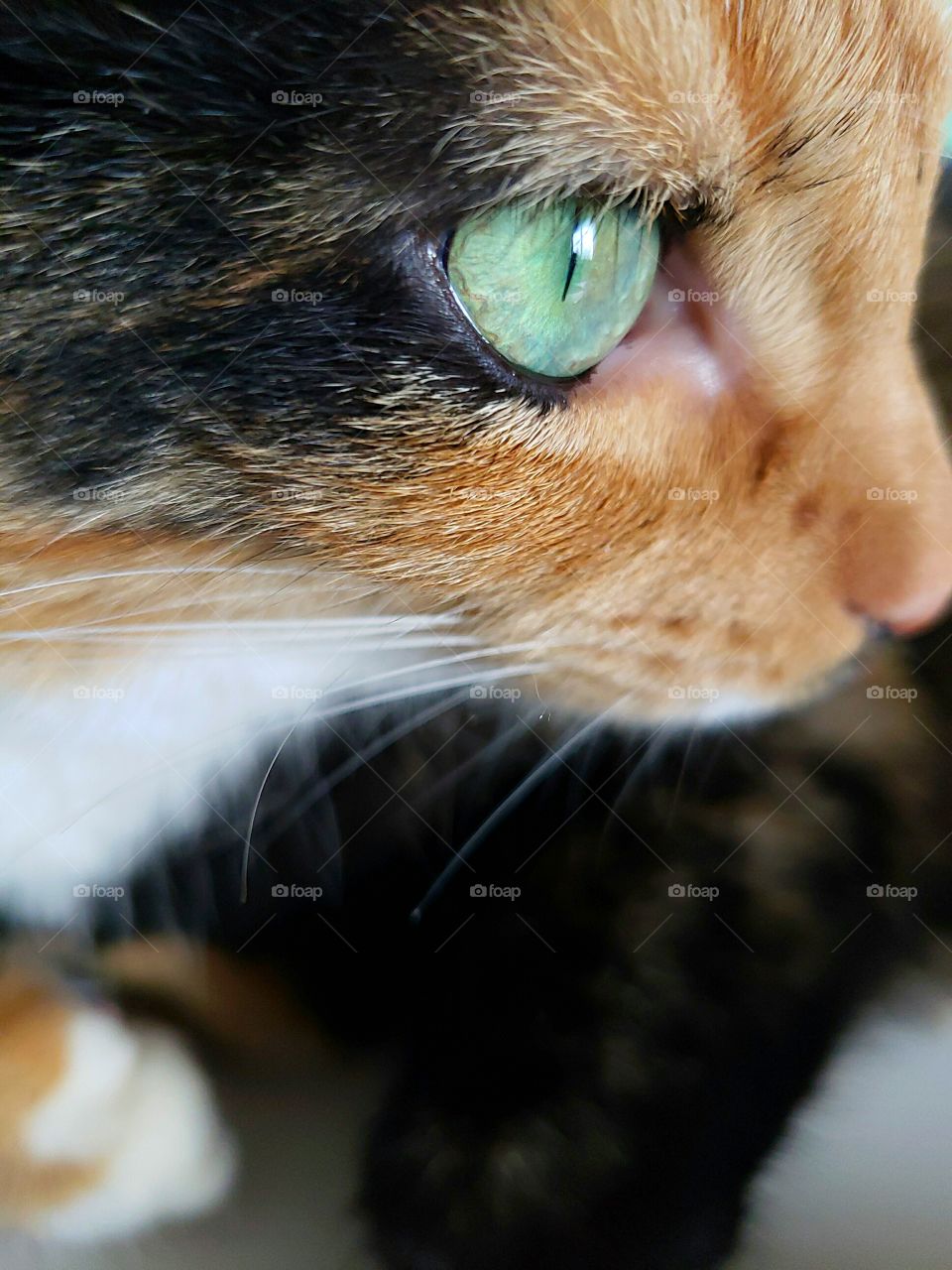 green eye calico cat