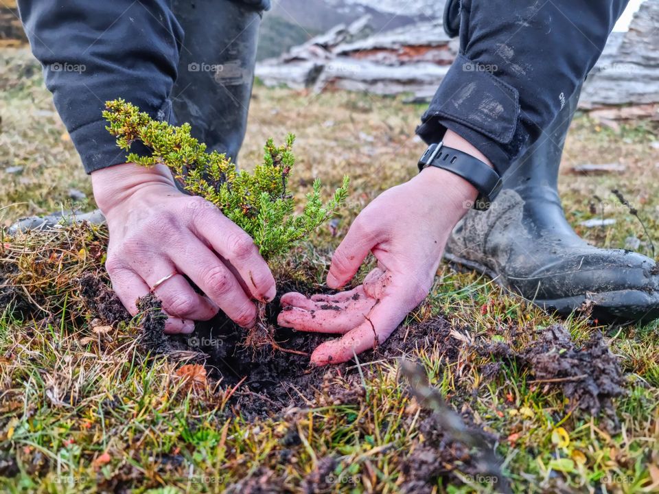 the hands of a person holding a small bush that she will plant in the hole she made on the wet black and fertile soil. The rubber boots of the person and a country background are also seen.