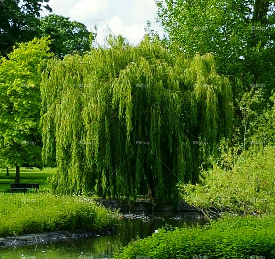 Weeping Willow. London, UK...