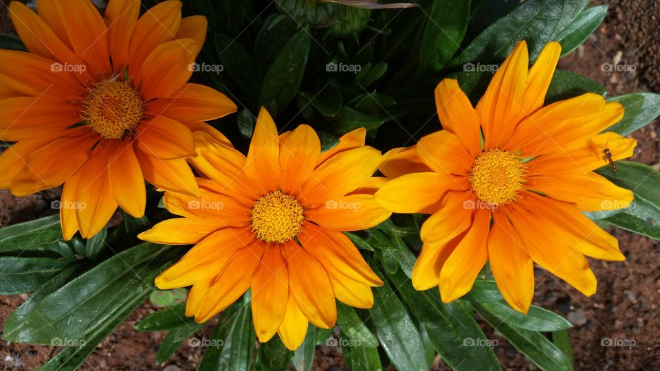 Close-up of orange flower