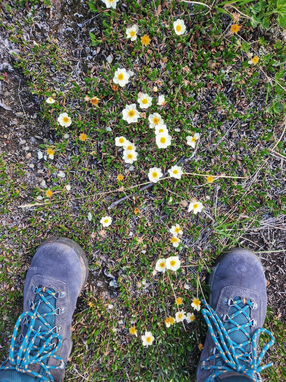 Alpine flowers growing in the summit moss