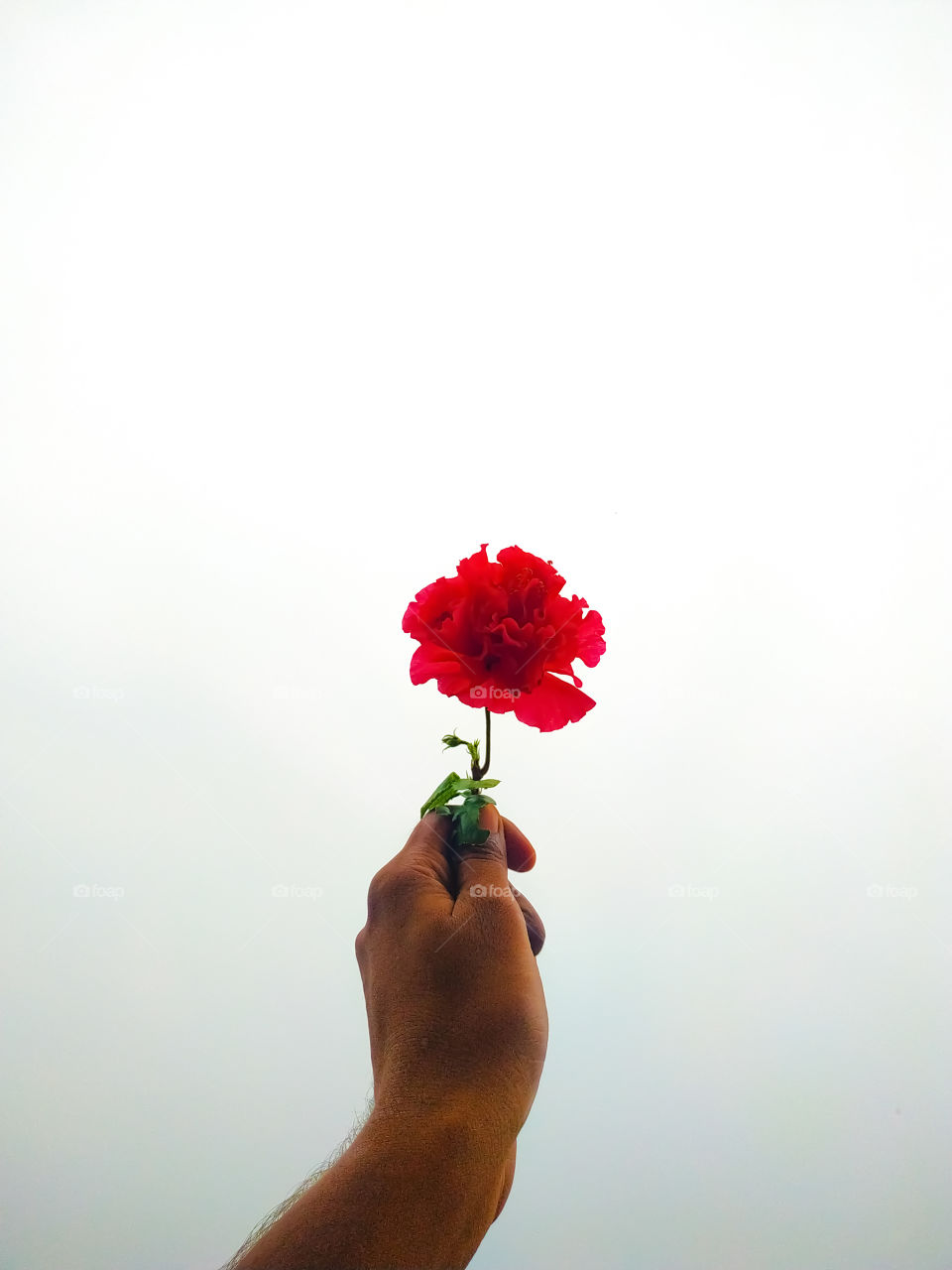 Red flowers in the hands of a boy on a white background