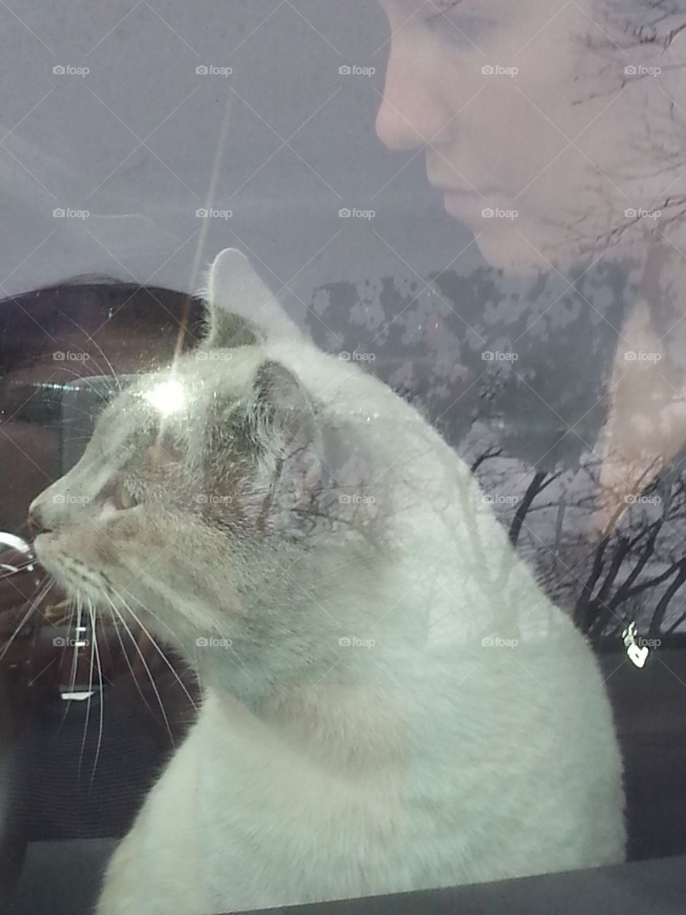 Big  closeup of side view of whitish cream colored cat in the car. 