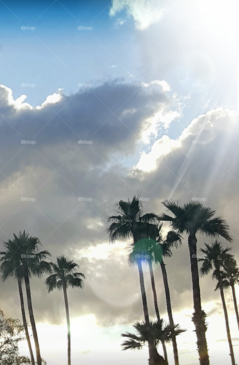 cloudy sky palms