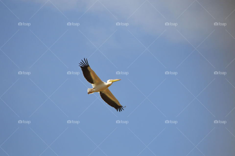 Pelicans fly in the sky above the Akkerman fortress in the city of Belgorod-Dniester, Ukraine