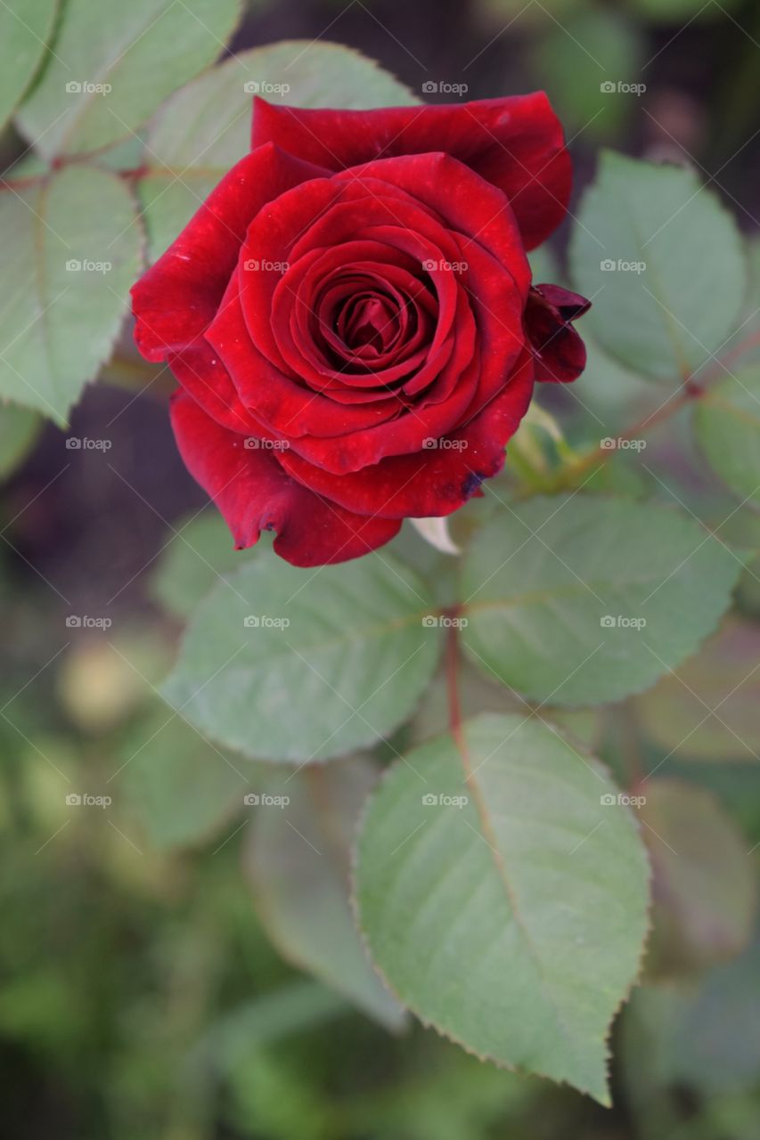 Red rose 