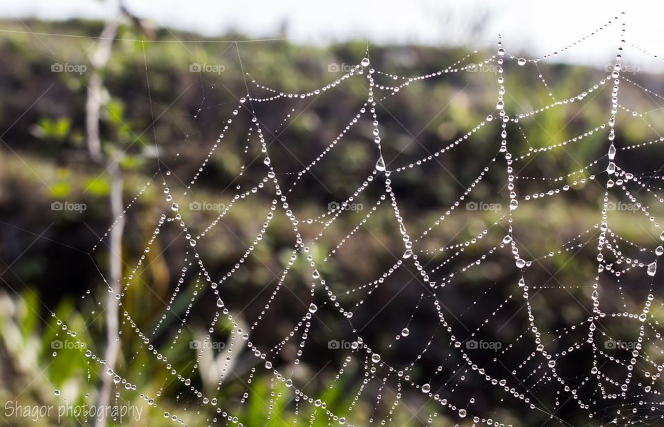 Dew Drops on spider net