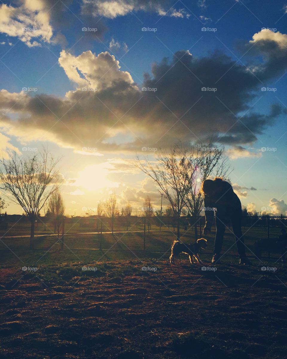 A dog park at sunset 