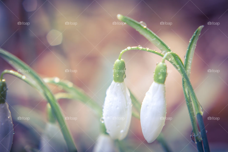 Snowdrop 