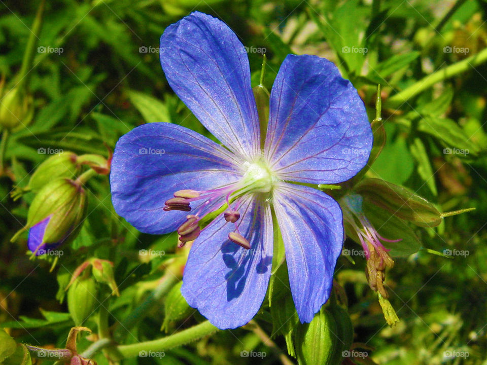 blue flower 