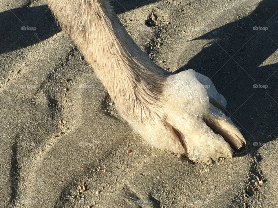 Wet and sandy dog paw on beach at seashore