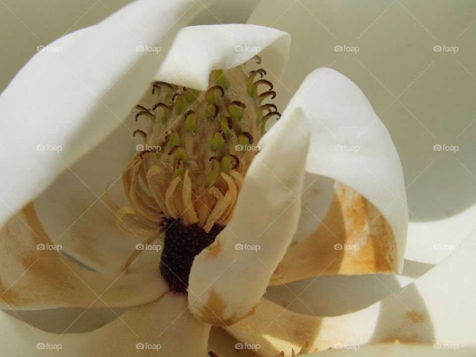 Magnolia flower