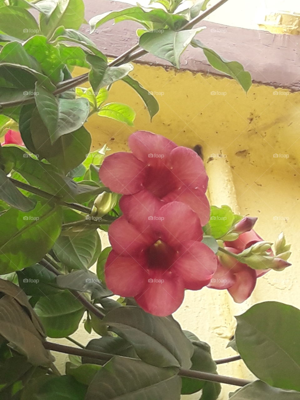 beautiful morning glory flower in our garden