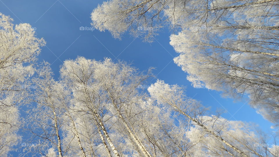 frost on birches in the Ural forest