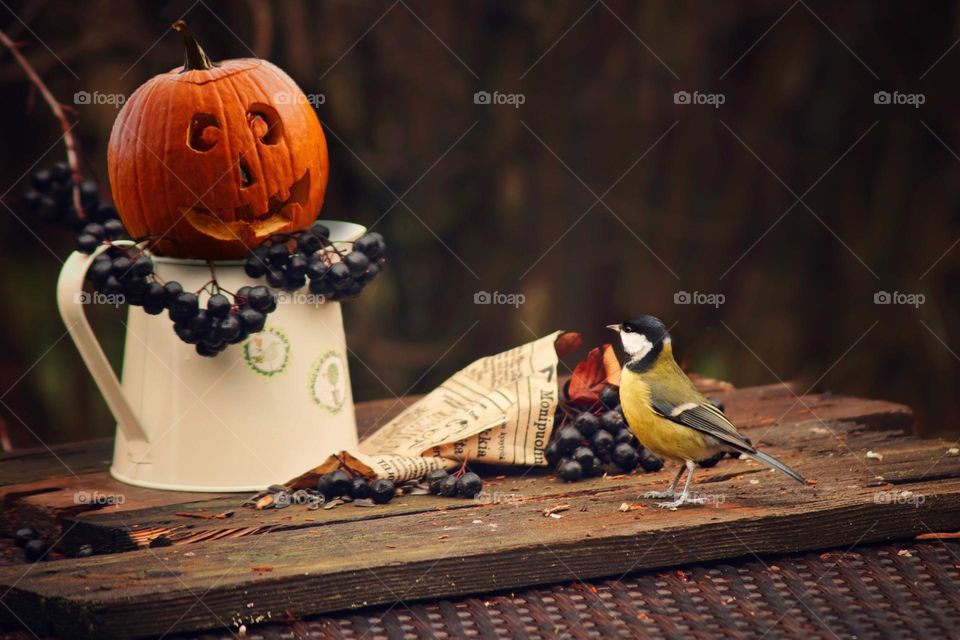 autumn still life with pumpkin and bird