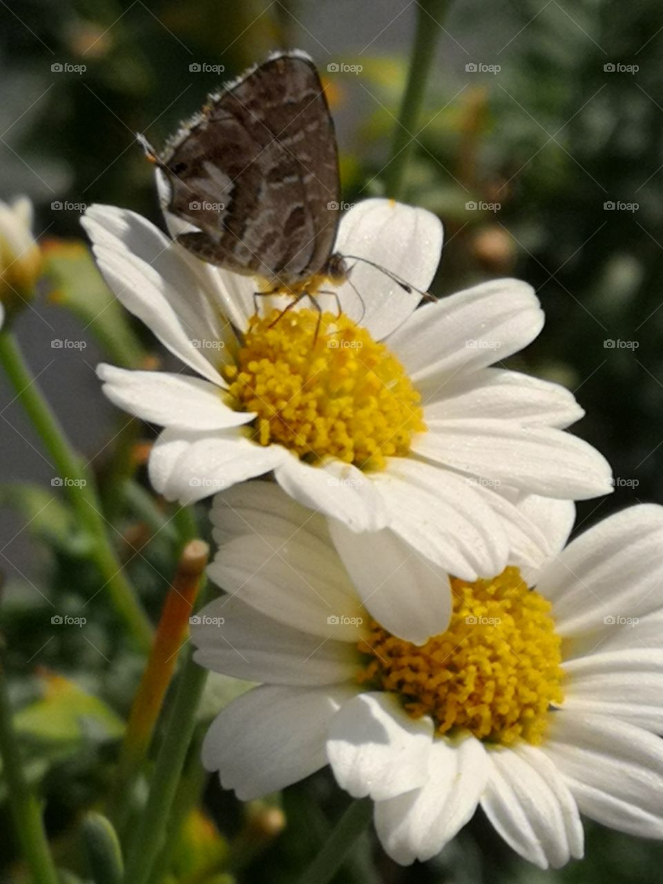 A butterfly on a daisy