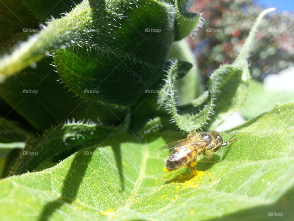 Bee with excess pollen on sunflower leaf in Johannesburg, South Africa