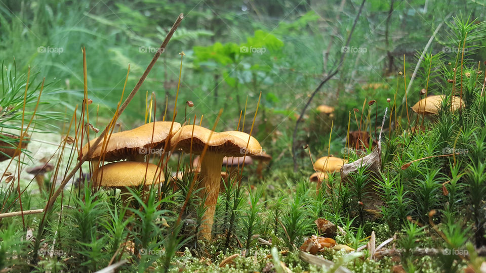 Mushrooms growing in mossy forest .  
Svampar i mossig skog