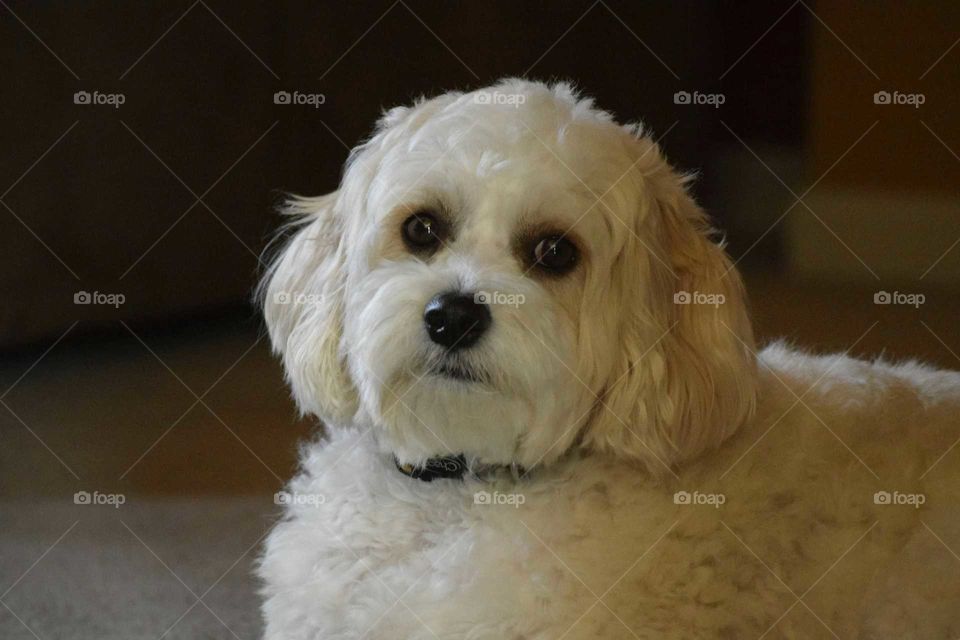 Close-up of domestic dog